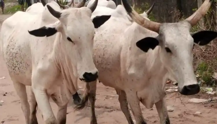 <strong>Christmas: Cow Goes Berserk, Kills Newly-Wed In Bayelsa</strong>